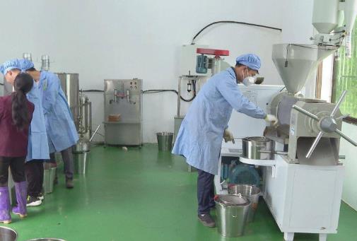 抚州广昌县杨溪乡高排村引进了一批榨油设备为村集体增收“加油”助力