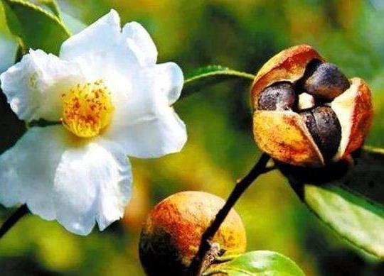 山油茶树，果子可入药，果子更能可榨油！