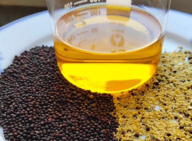 榨油原料-油菜籽的简单介绍