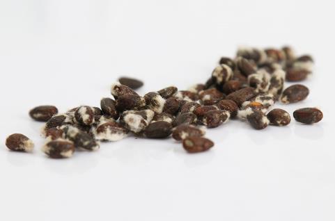 榨油原料-棉籽的简单介绍