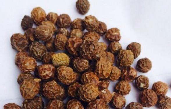 榨油原料-油桐籽的简单介绍