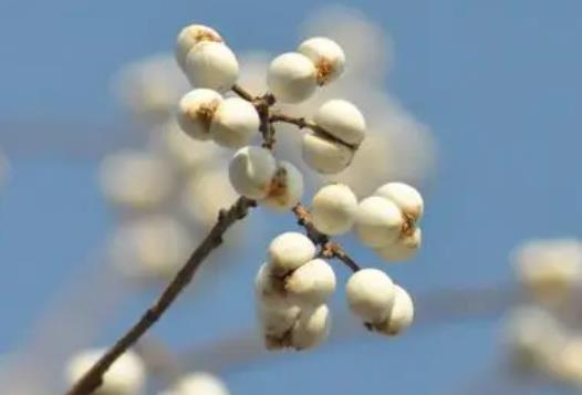 榨油原料-乌桕籽的简单介绍