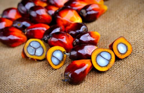 榨油原料-油棕果的简单介绍