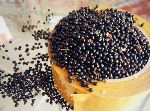 榨油原料-花椒籽的简单介绍