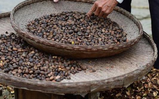 购买茶籽榨油机选择哪种规模的比较好