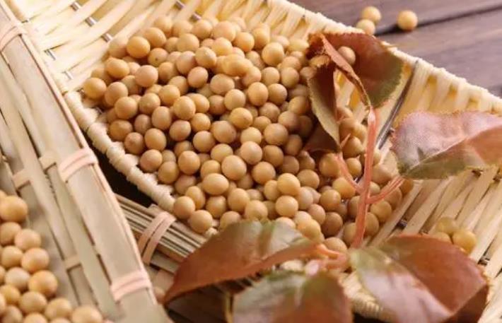 大豆榨油机热压、冷榨压榨工艺