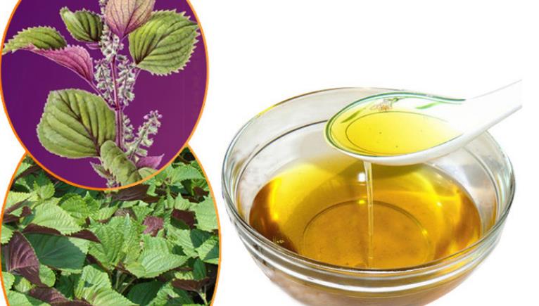 紫苏油的提取方法