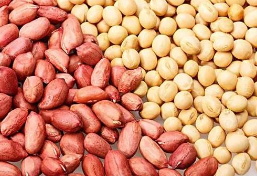 花生和大豆作为同样油料作物的区别